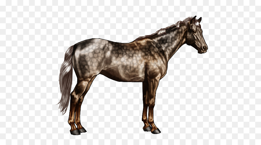 Appaloosa，American Quarter Horse PNG