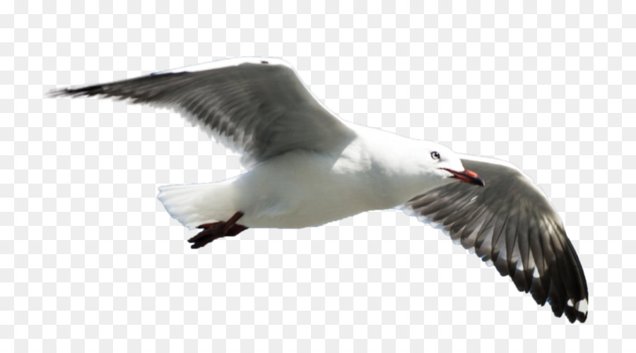 Grande Blackbacked Gaivota，Gaivotas PNG