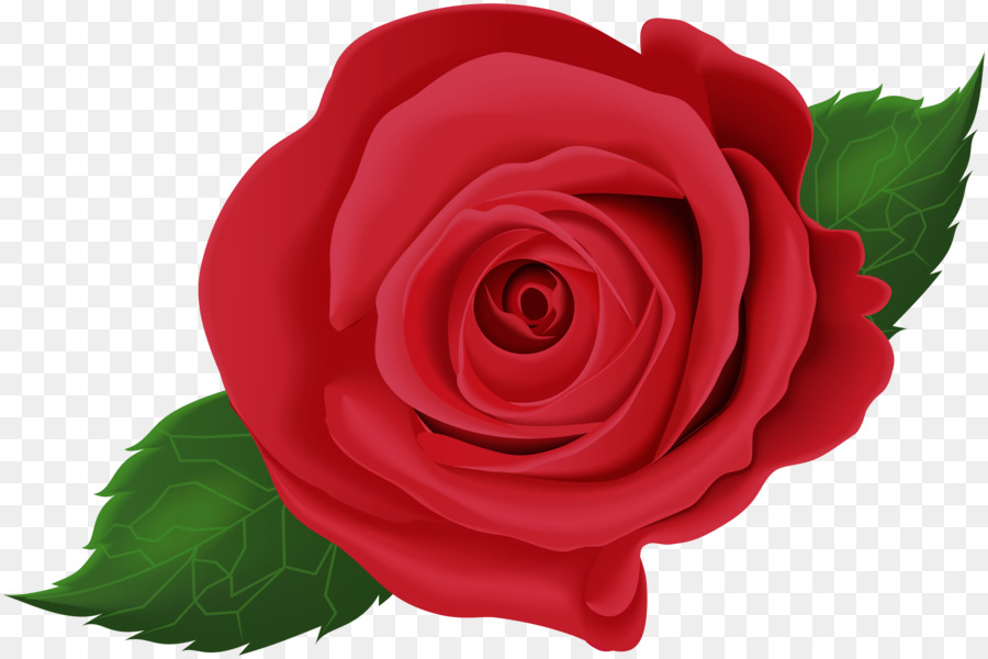 Rosas，Florescer PNG