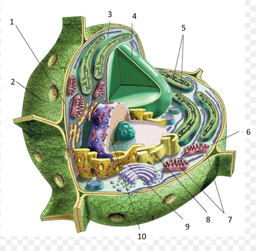 Célula Vegetal，Estrutura Celular PNG