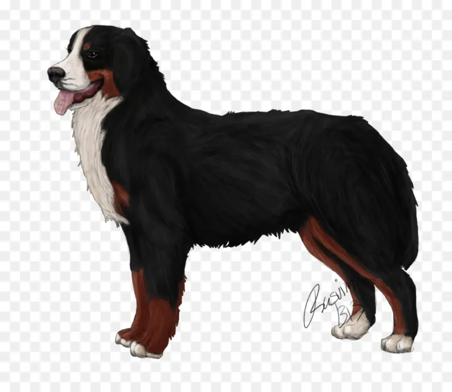 Raça Do Cão，Bernese Mountain Dog PNG