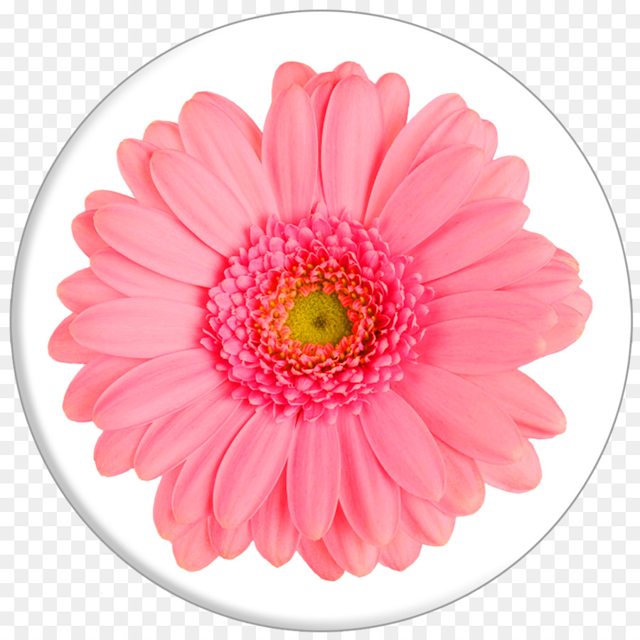 Flor，Rosa PNG