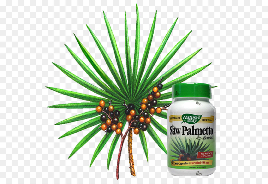 Suplemento De Saw Palmetto，Saúde PNG