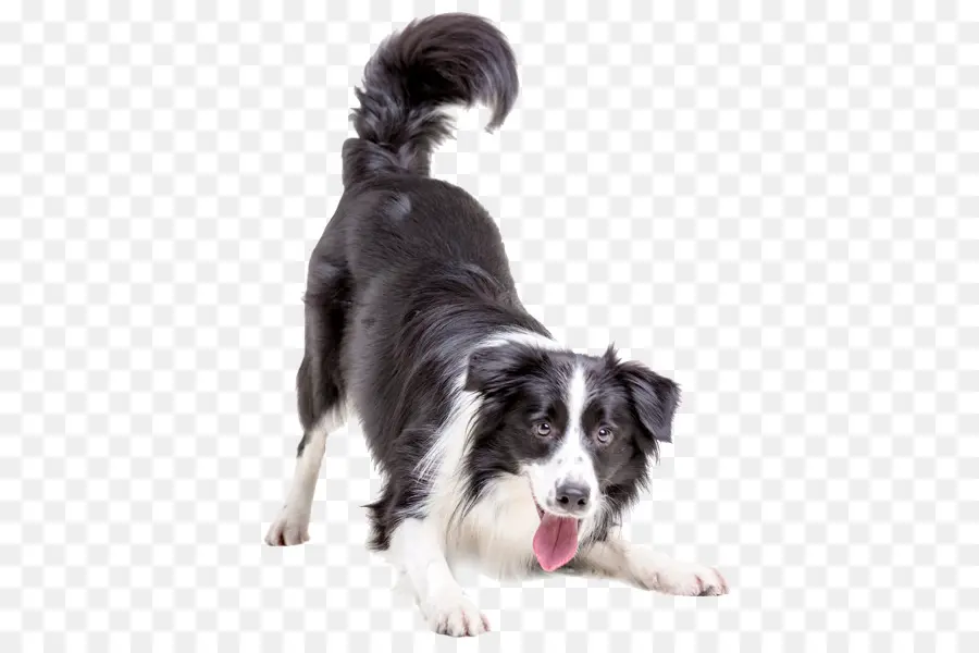 Rough Collie，Border Collie PNG