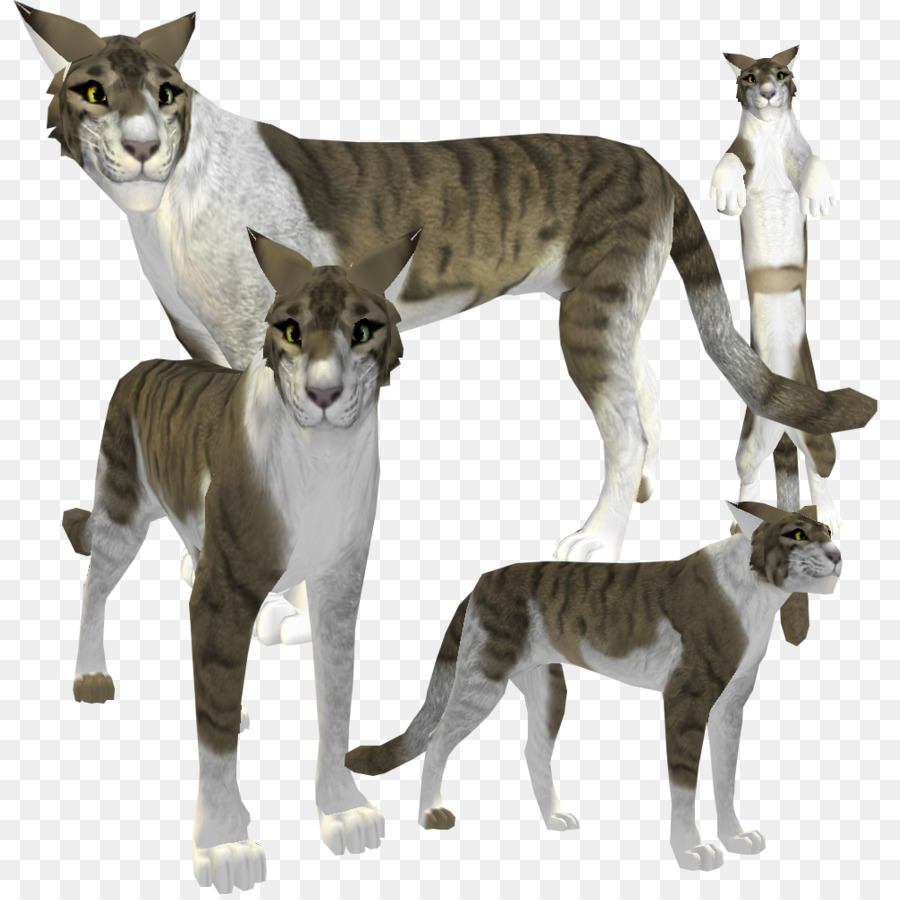 Gato，Felino PNG