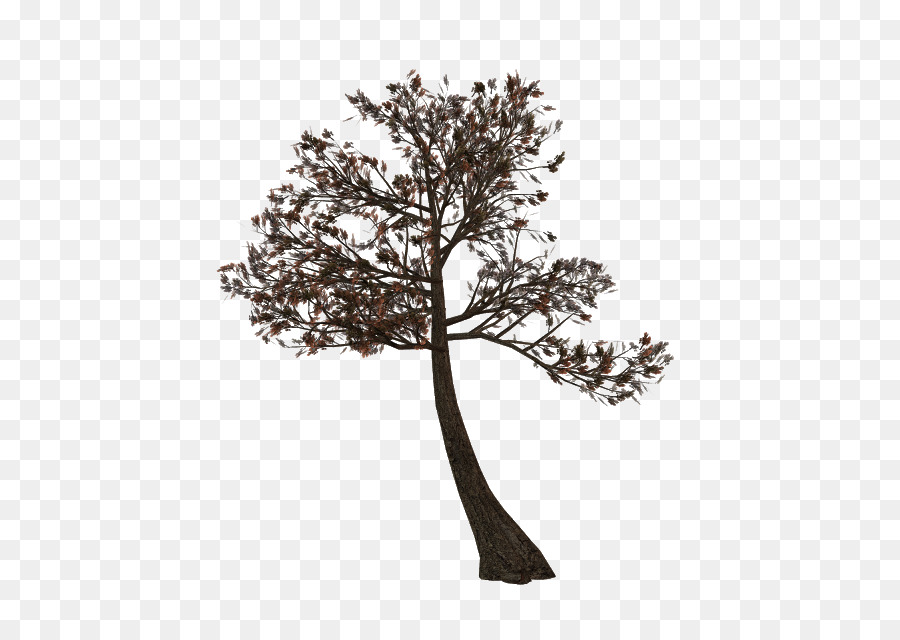 Galho，árvore PNG