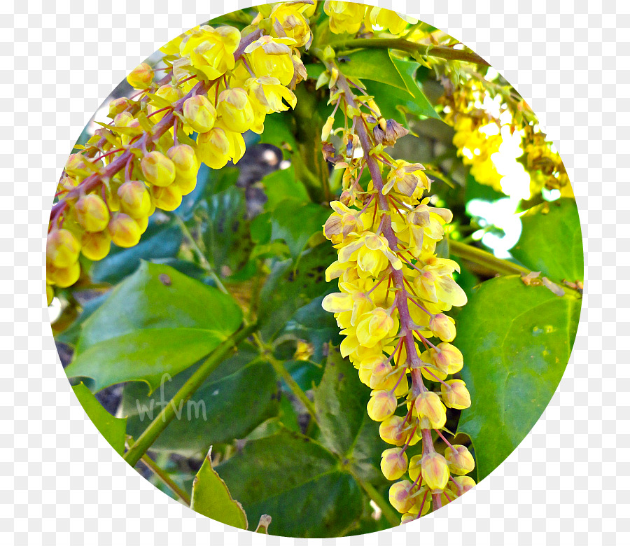 Mahonia， PNG