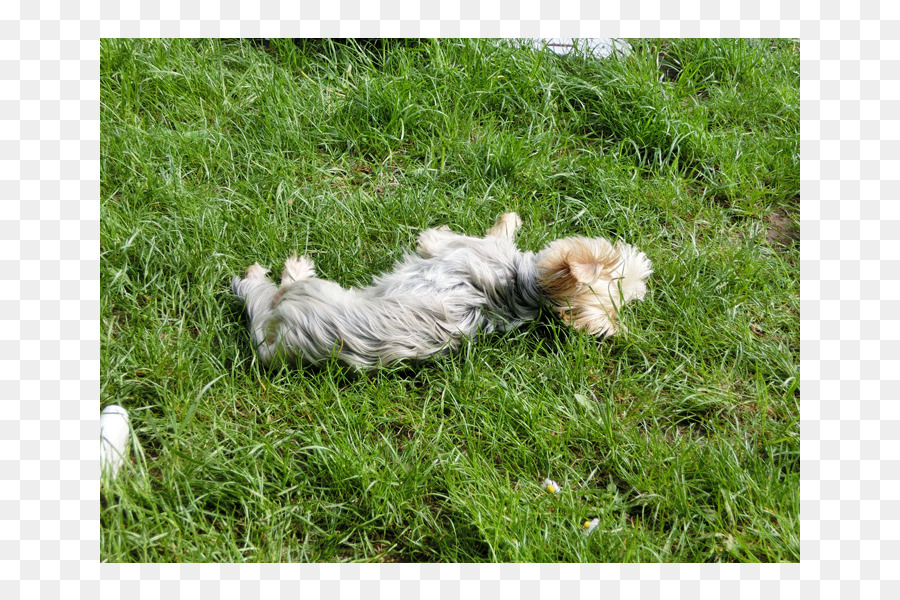 Cairn Terrier，Glen PNG