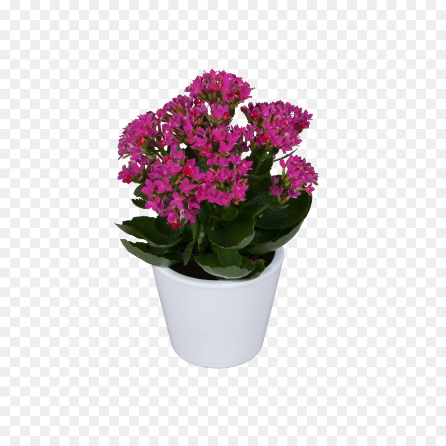 Vervain，Flowerpot PNG