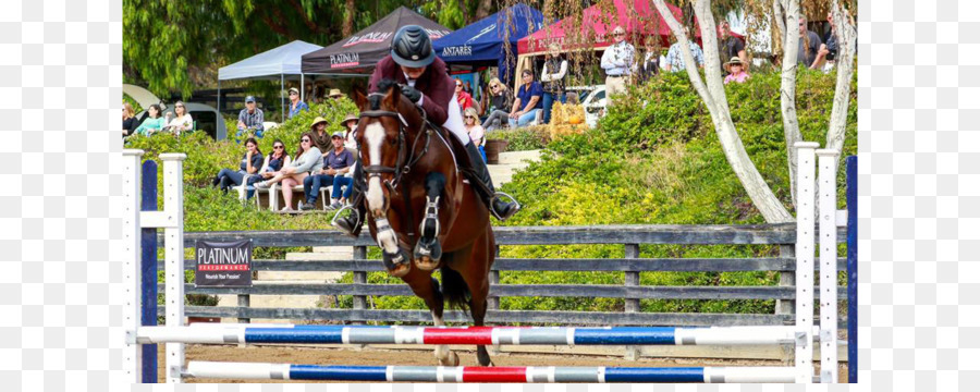 Show Jumping，Garanhão PNG