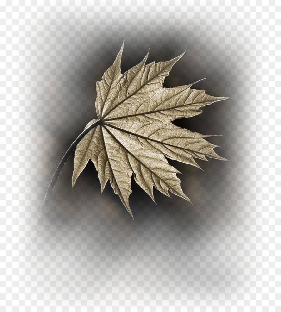 Maple Leaf，Folha PNG