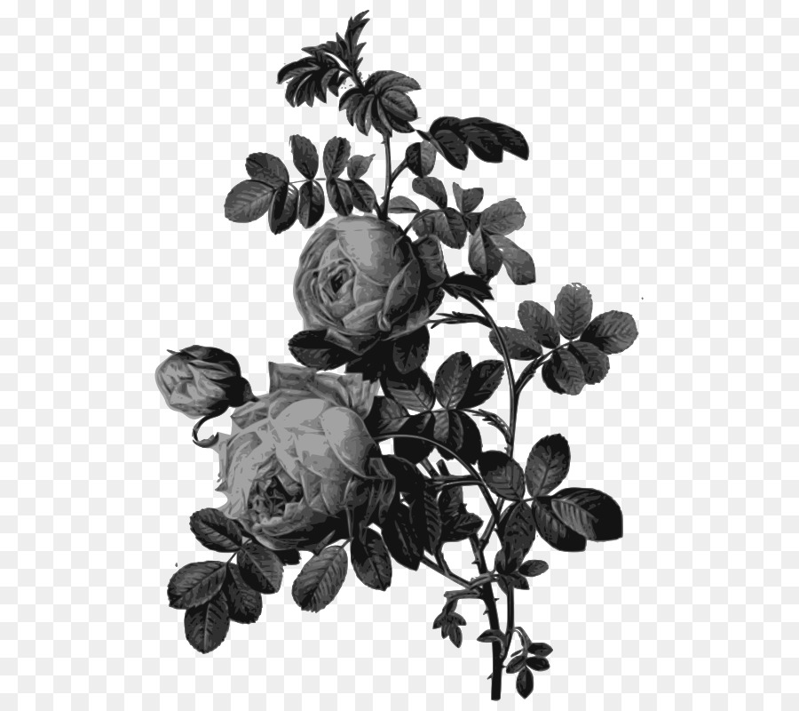 Rosas Negras，Folhas PNG