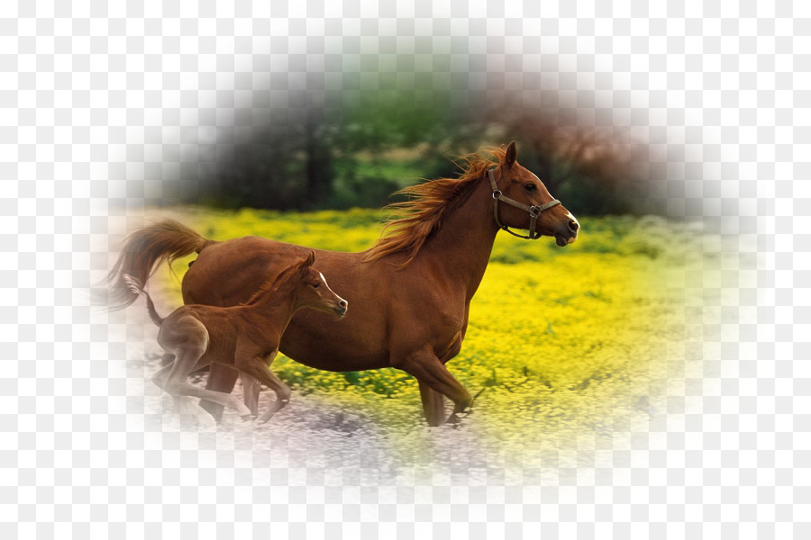 Potro，Cavalo árabe PNG