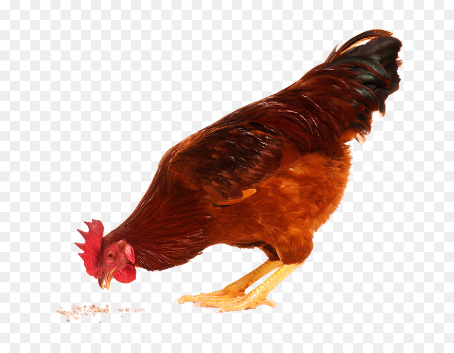 Frango，Kfc PNG