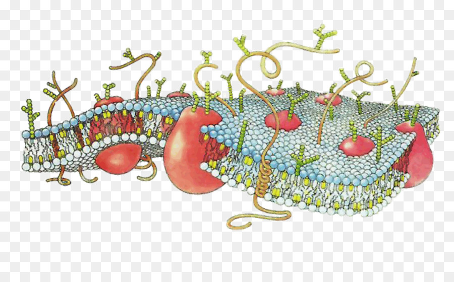 Membrana Celular，Membrana Biológica PNG