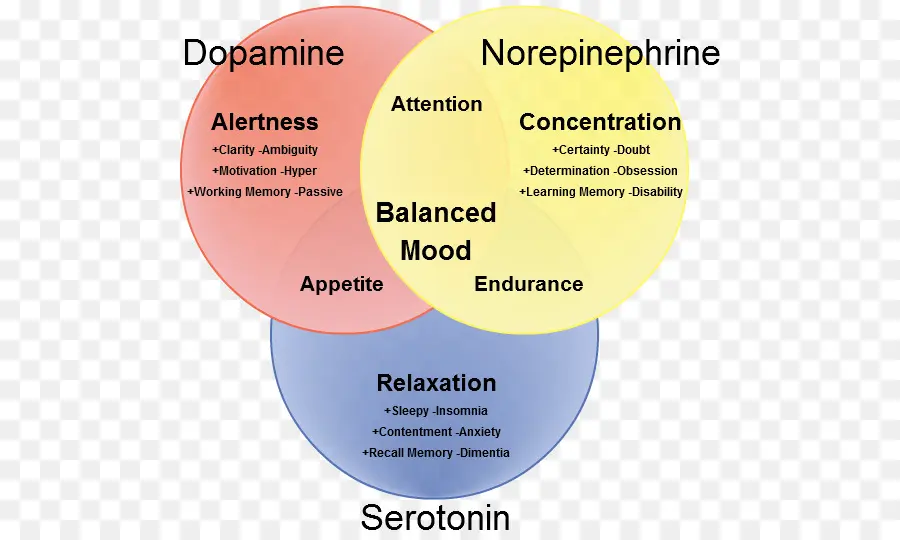 Diagrama De Dopamina Norepinefrina Serotonina，Neurotransmissores PNG