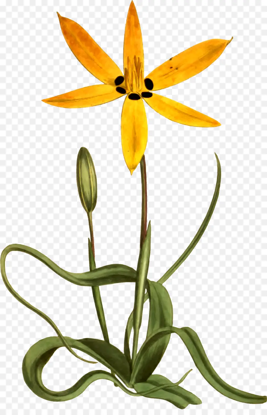 Flor Amarela，Botânico PNG