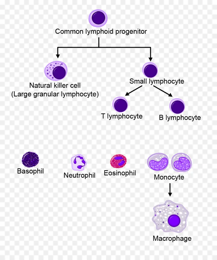 Diagrama De Células Linfóides，Sistema Imunológico PNG