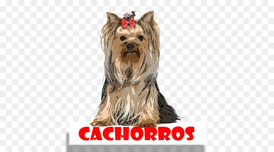 Yorkshire Terrier，Australiano Silky Terrier PNG