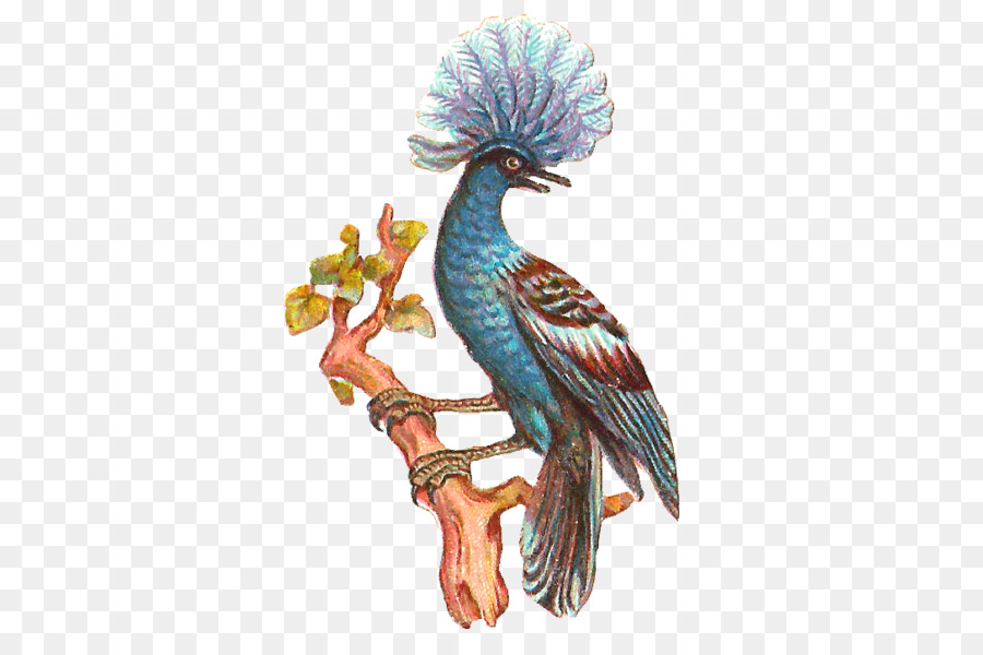 Aves，Desenho PNG