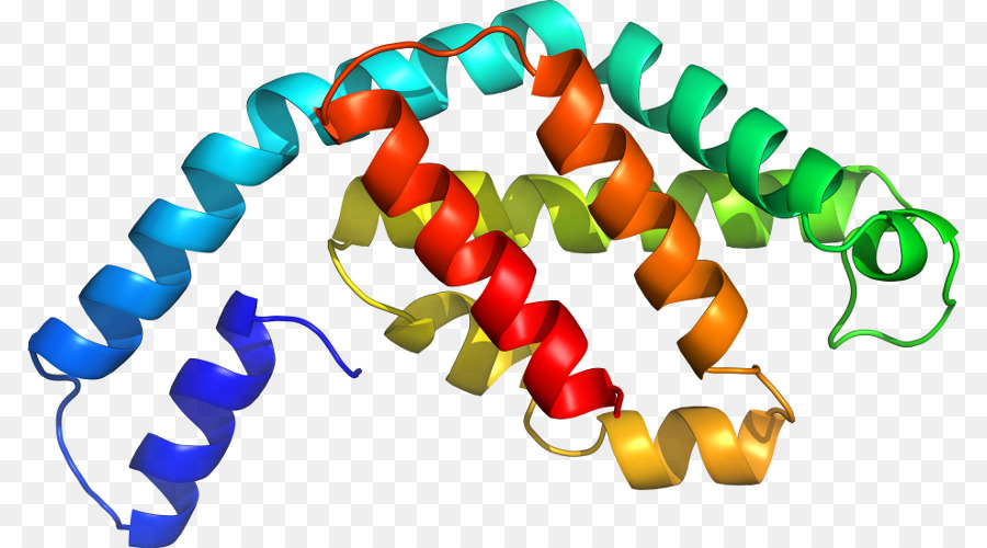 Hélice De Proteína，Molécula PNG