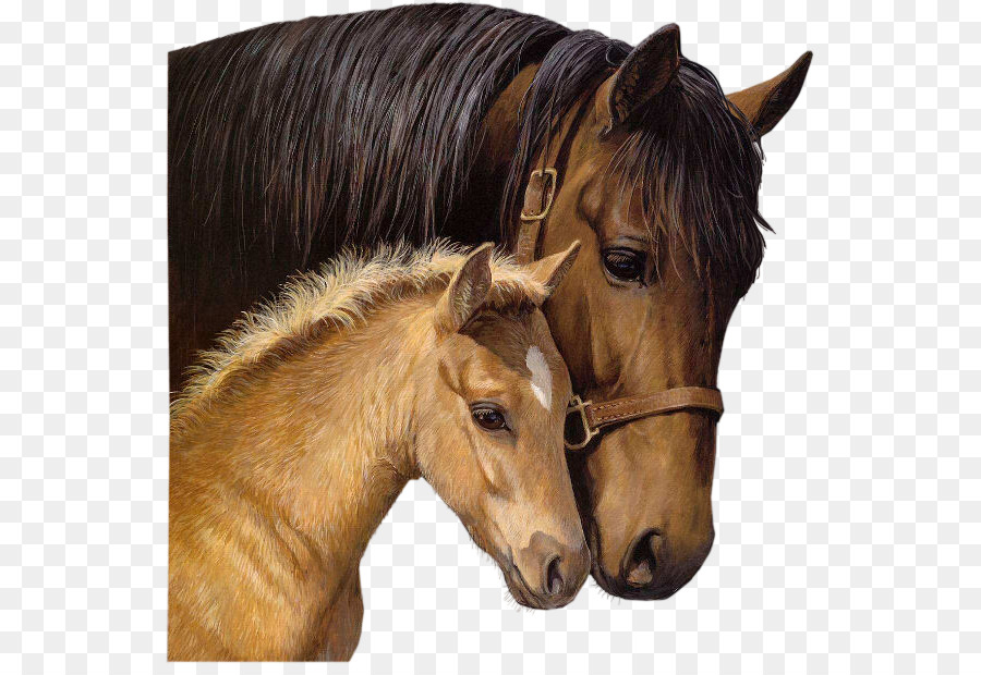 Cavalo Marrom E Potro，Mãe PNG