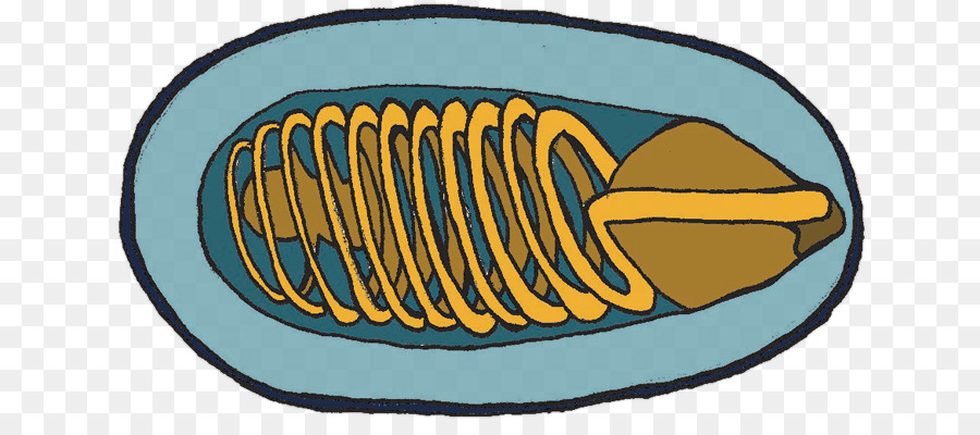 Microsporidia，Vertebrados PNG