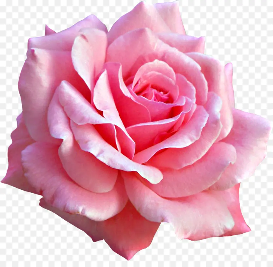 Flores Cor De Rosa，Rosa PNG