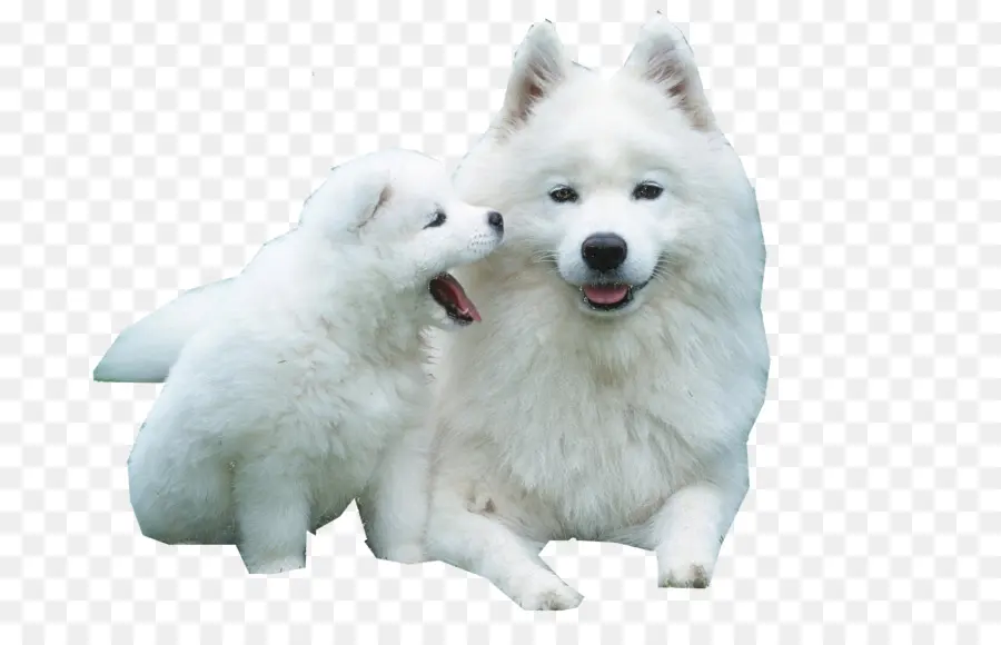 Husky Siberiano，Filhote De Cachorro PNG