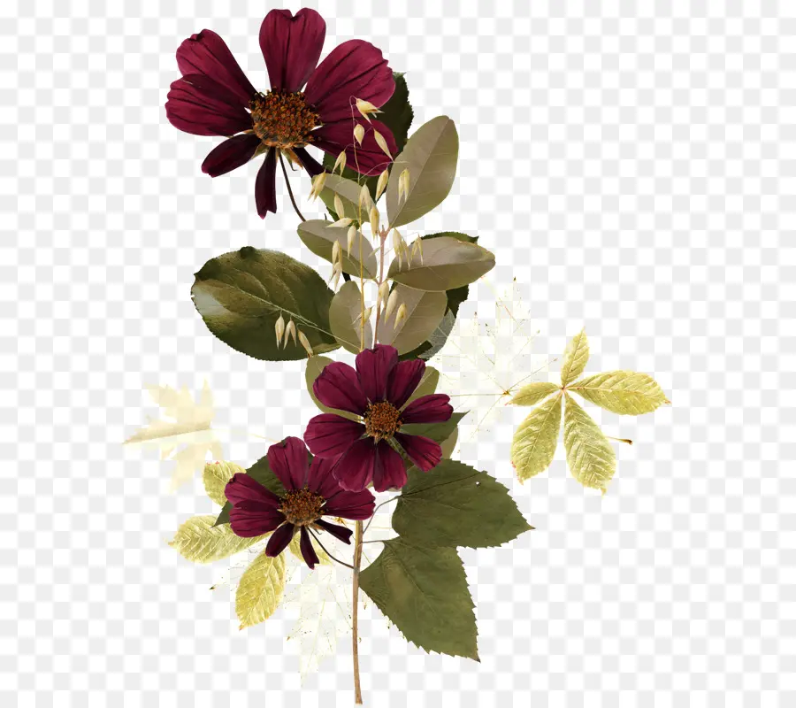 Download，Flor PNG