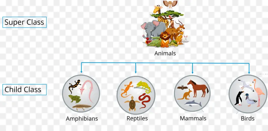 Classificação Animal，Animais PNG