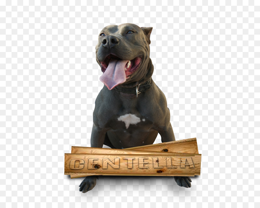 Raça Do Cão，American Pit Bull Terrier PNG