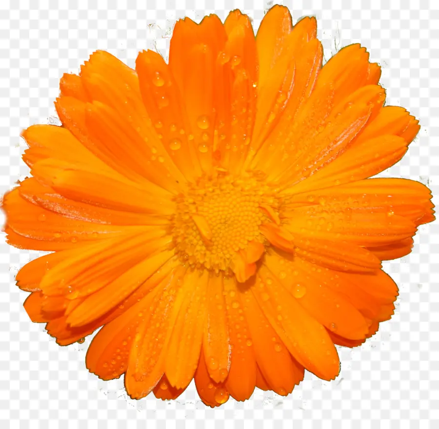 Flor Amarela，Florescer PNG