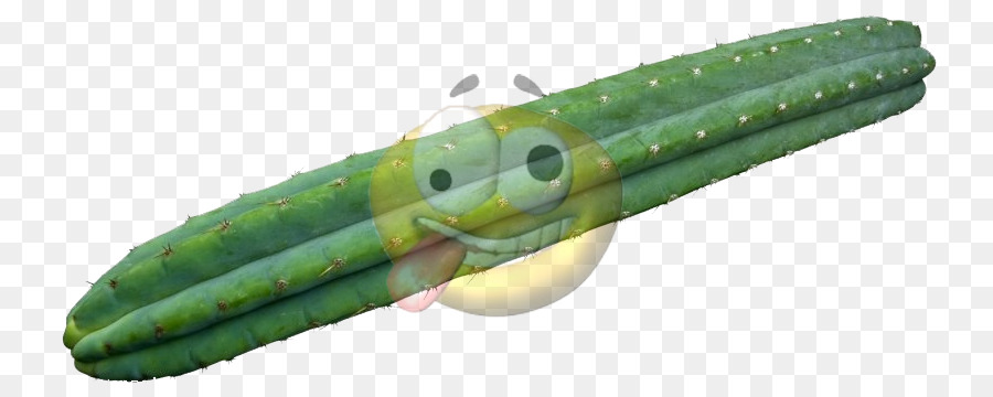 Cacto，Verde PNG