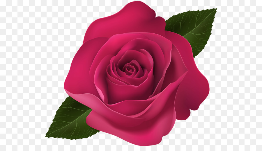 Rosa Roxa，Florescer PNG