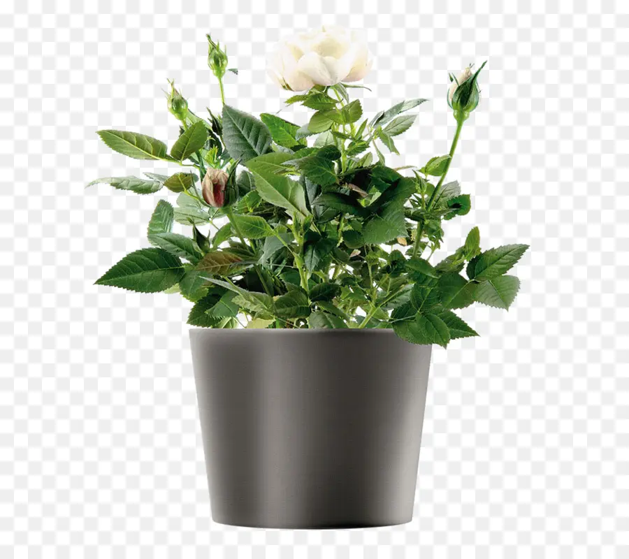Flowerpot，Regadores PNG
