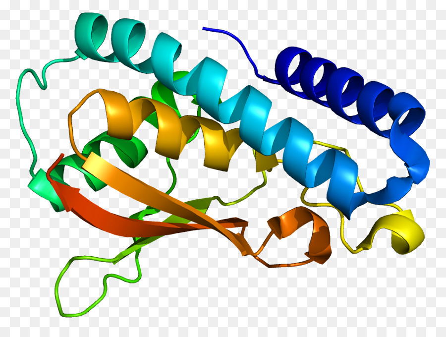 Estrutura Proteica，Biologia PNG