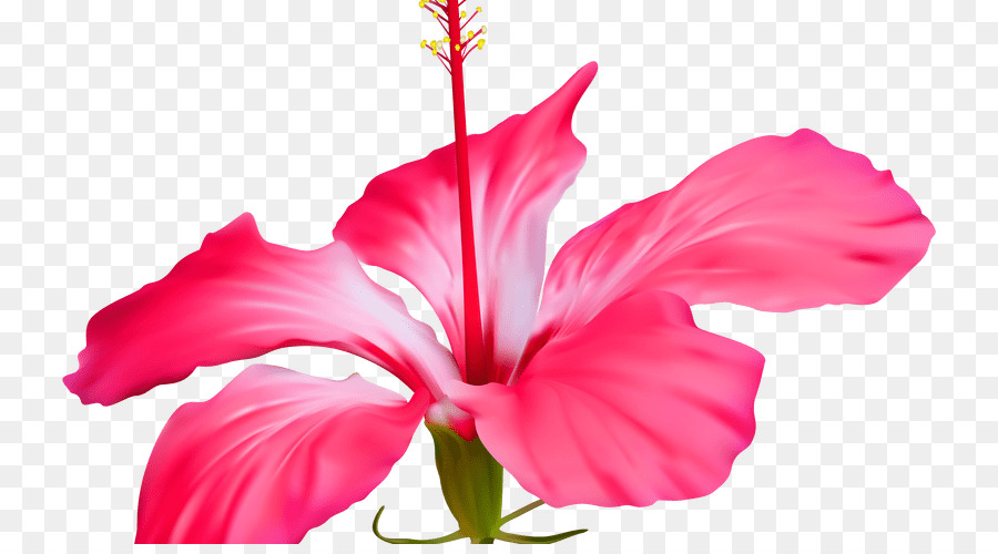 Flor，Shoeblackplant PNG