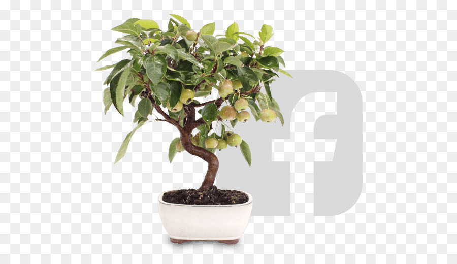 árvore Bonsai，Vaso PNG