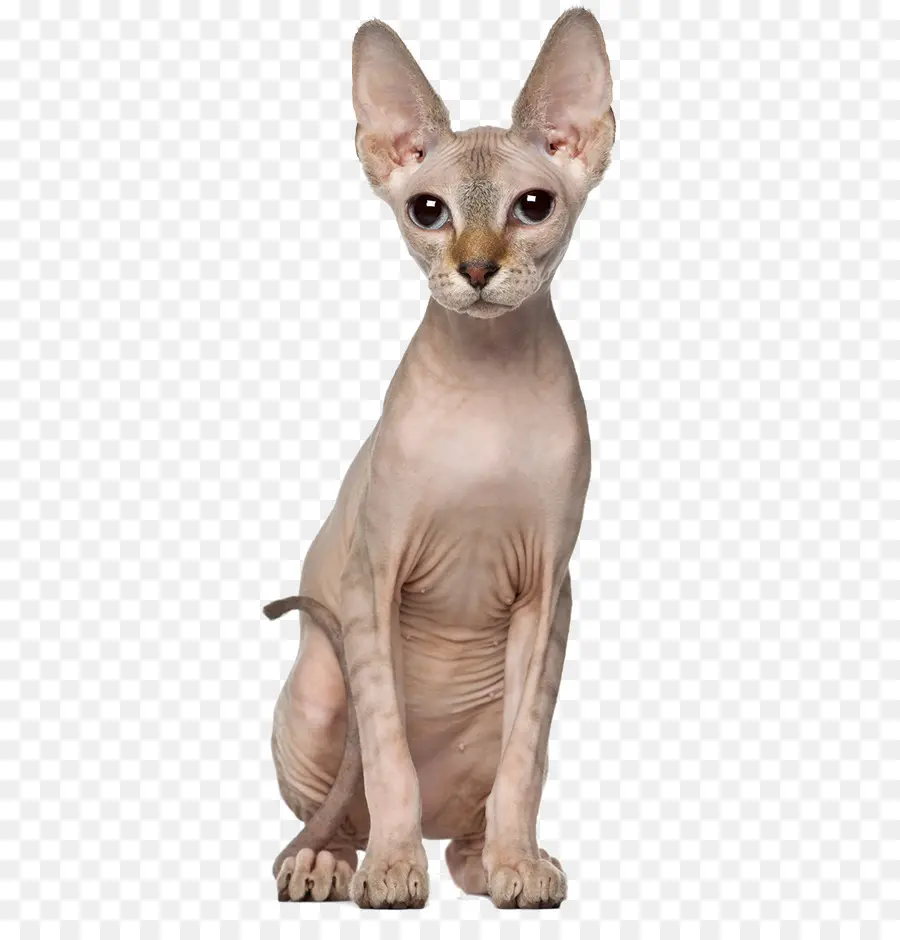 Gato Esfinge，Calvo PNG