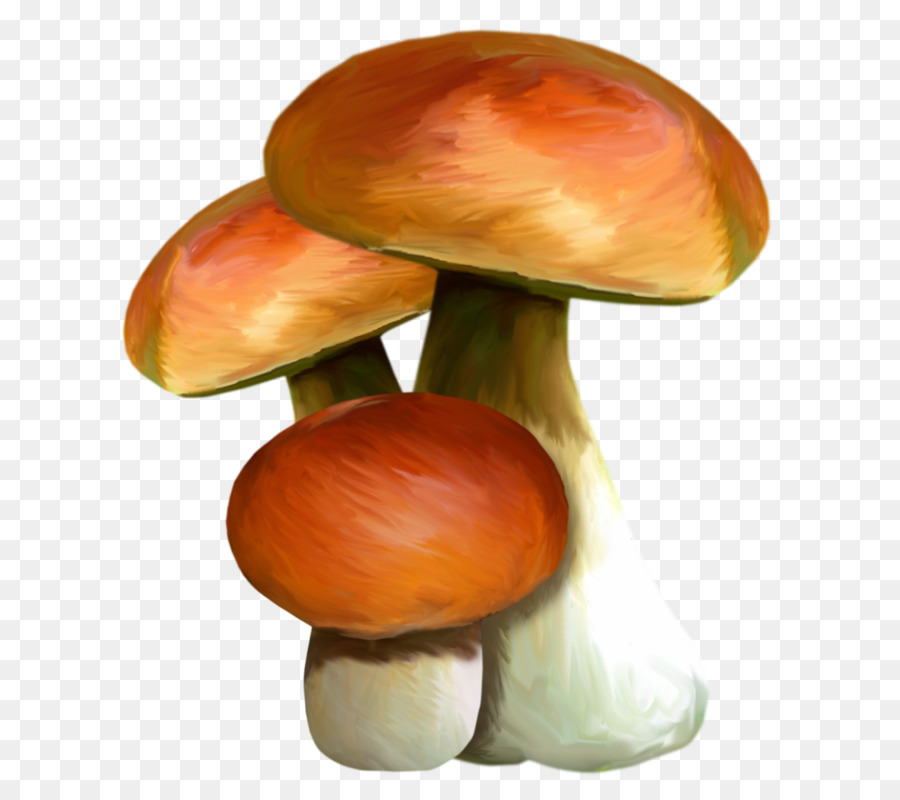 Boletus edulis Koustrup & Co. Cartaz de cogumelos comestíveis, cogumelos  criativos pintados à mão dos desenhos animados, pintura em aquarela,  personagem de desenho animado, pintado png