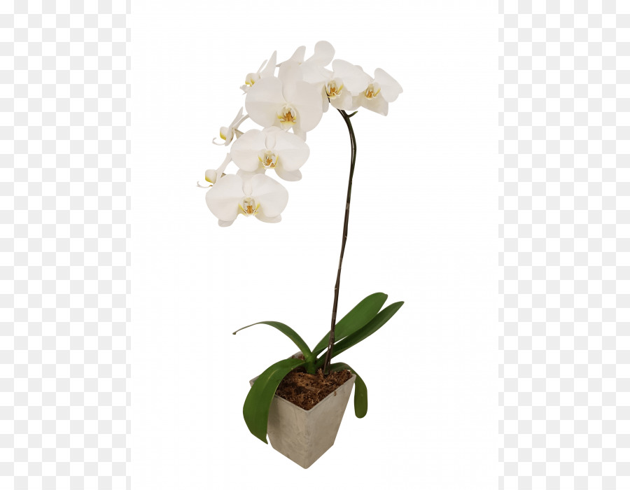 Orquídea，Flor PNG