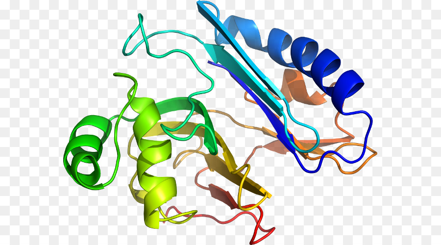 Estrutura Proteica，Biologia PNG