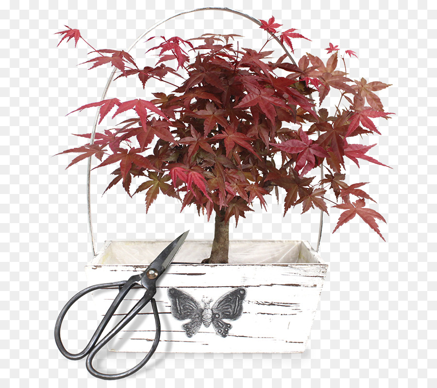 Maple，Flowerpot PNG