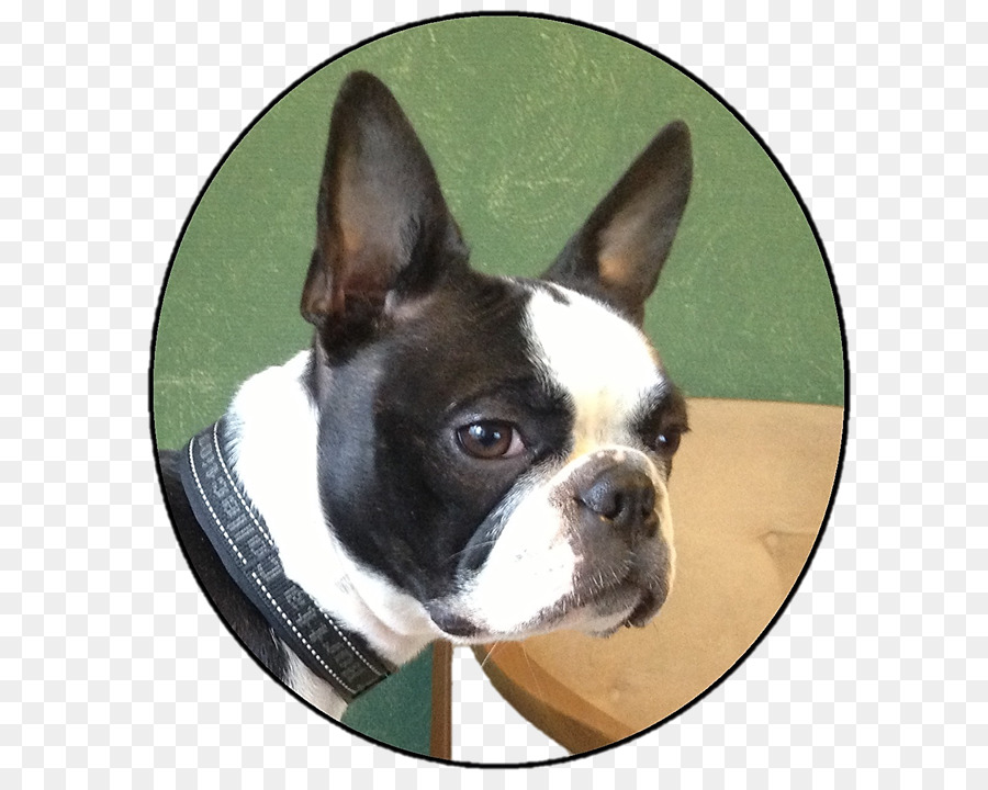 Boston Terrier，Brinquedo Bulldog PNG