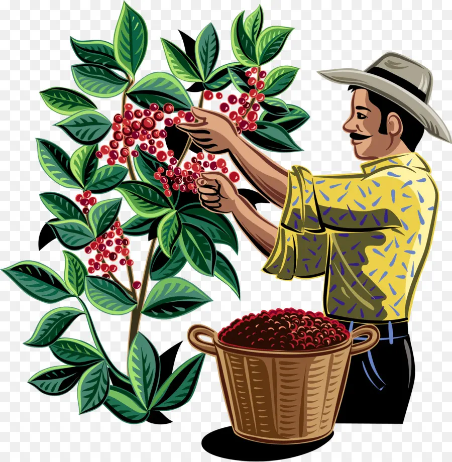 Fazendeiro De Café，Colheita PNG