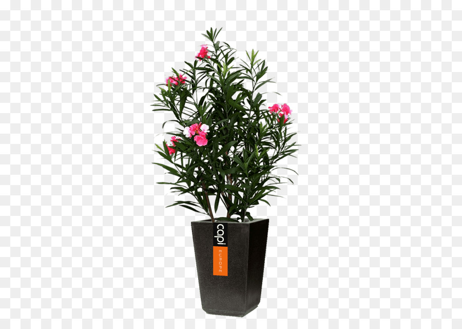 Flowerpot，Planta De Casa PNG