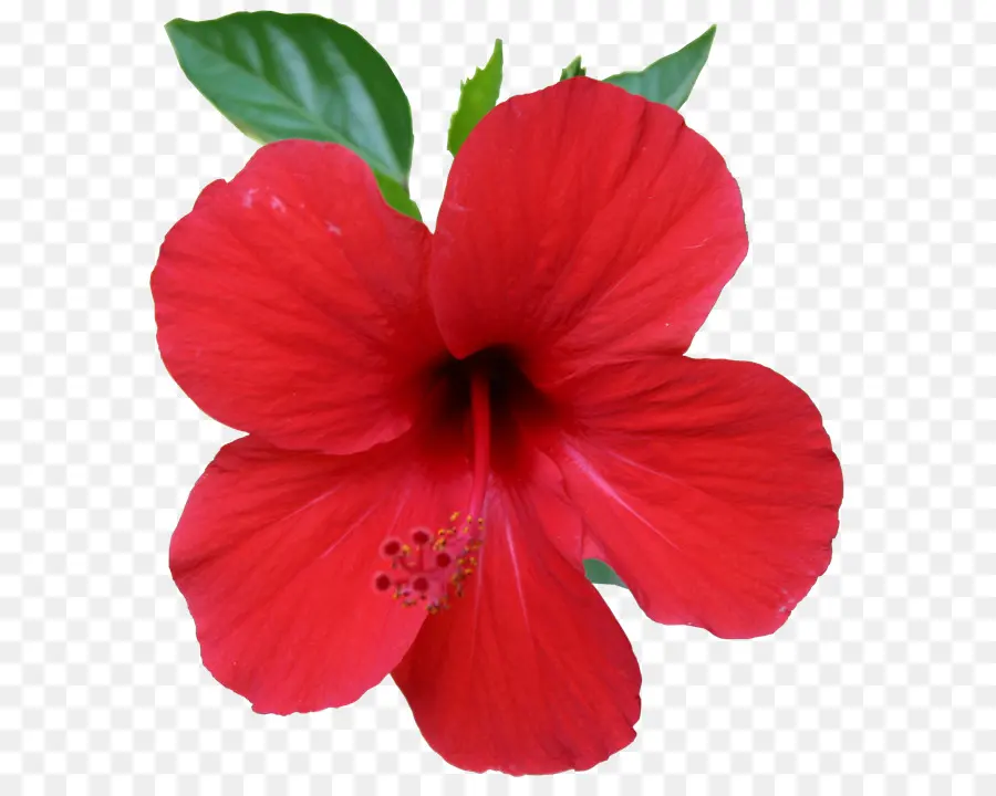 Hibisco Vermelho，Folhas Verdes PNG