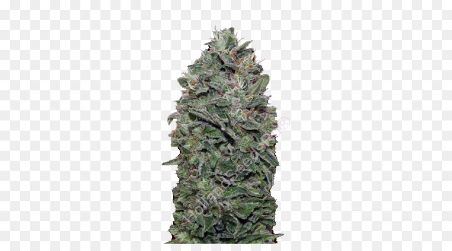 Planta De Cannabis，Maconha PNG