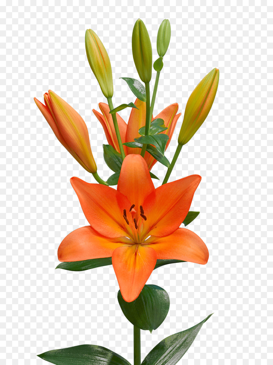 Lírio Laranja，Lilium Casa Blanca PNG